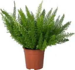 Intratuin Sierasperge (Asparagus densiflorus 'Meyers') D 21 H 50 cm aanbieding