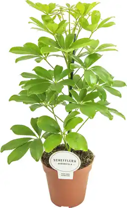 Intratuin Vingersboom (Schefflera arboricola 'Nora') D 13 H 45 cm aanbieding