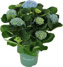 Intratuin Hortensia (Hydrangea macrophylla 'Magical Revolution') D 14 H 35 cm aanbieding