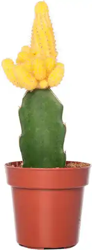 Intratuin Cactus geënt (Cactus) D 8,5 H 16 cm aanbieding