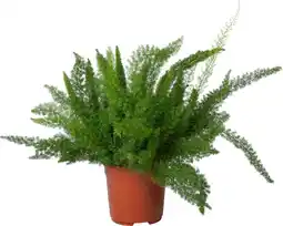 Intratuin Sierasperge (Asparagus densiflorus 'Meyers') D 27 H 60 cm aanbieding