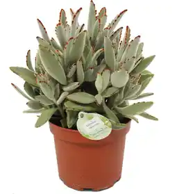 Intratuin Pandaplant (Kalanchoë tomentosa) D 14 H 27,5 cm aanbieding