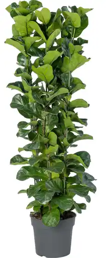 Intratuin Dwerg vioolbladplant (Ficus lyrata 'Bambino') D 38 H 180 cm aanbieding