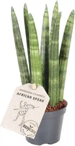 Intratuin Vrouwentong (Sansevieria cylindrica 'Straight') D 6 H 25 cm aanbieding