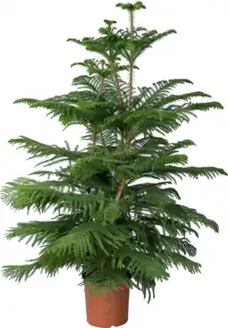 Intratuin Kamerden (Araucaria heterophylla 'Hawaii') D 24 H 120 cm aanbieding