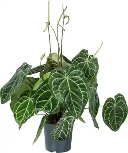 Intratuin Aderplant (Anthurium crystallinum) D 27 H 90 cm aanbieding