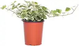 Intratuin Klimop (Hedera helix 'White Wonder') D 9 H 10 cm aanbieding