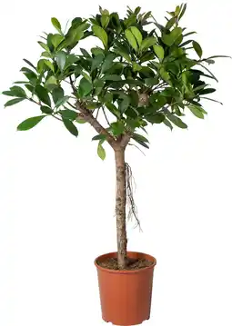 Intratuin Groene vijg op stam (Ficus cyathistipula) D 30 H 150 cm aanbieding