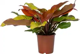 Intratuin Philodendron (Philodendron 'Prince of Orange') D 27 H 80 cm aanbieding