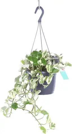 Intratuin Drakenklimop in hangpot (Epipremnum pinnatum 'N'Joy') D 17 H 40 cm aanbieding