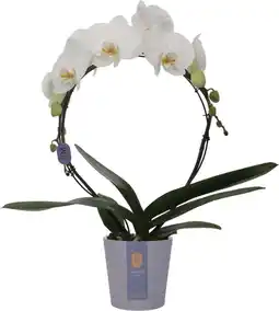 Intratuin Vlinderorchidee boog 2 tak (Phalaenopsis 'Moon White') D 12 H 45 cm aanbieding