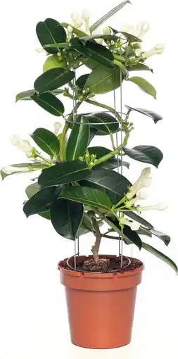 Intratuin Bruidsbloem (Stephanotis floribunda) D 12 H 45 cm aanbieding