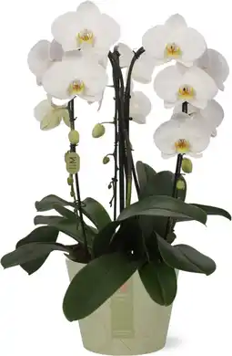 Intratuin Vlinderorchidee 3 tak (Phalaenopsis 'Tokyo') D 21 H 65 cm aanbieding