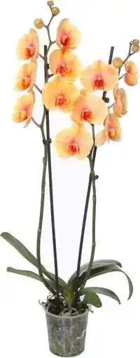 Intratuin Vlinderorchidee 2 tak (Phalaenopsis 'Royal Sunrise') D 12 H 55 cm aanbieding
