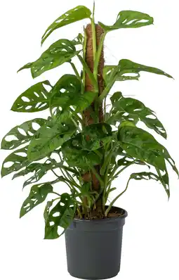 Intratuin Gatenplant (Monstera obliqua 'Monkey Mask') D 16 H 60 cm aanbieding