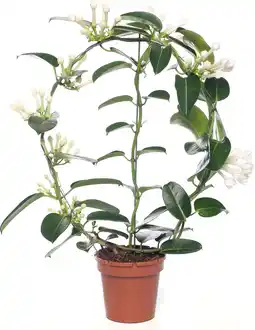 Intratuin Bruidsbloem (Stephanotis floribunda) D 12 H 55 cm aanbieding