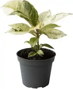 Intratuin Rubberboom (Ficus elastica 'Schrijveriana') D 6 H 15 cm aanbieding