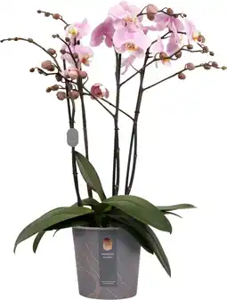 Intratuin Vlinderorchidee 4 tak (Phalaenopsis 'Marvellous Light Pink') D 17 H 70 cm aanbieding