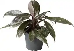 Intratuin Philodendron (Philodendron 'Pink Princess Marble') D 6 H 15 cm aanbieding