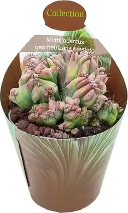 Intratuin Cactus (Myrtillocactus geometrizans cristata) D 6,5 H 8 cm aanbieding