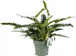 Intratuin Philodendron (Philodendron 'Rambo') D 27 H 65 cm aanbieding