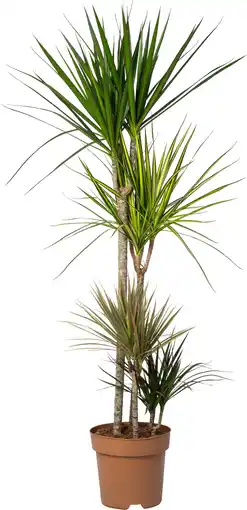 Intratuin Drakenbloedboom (Dracaena marginata 'Carnaval') D 27 H 140 cm aanbieding