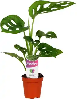 Intratuin Gatenplant (Monstera 'Monkey Mask') D 5,5 H 25 cm aanbieding