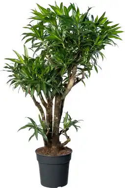 Intratuin Drakenbloedboom (Dracaena reflexa 'Song of Jamaica') D 27 H 120 cm aanbieding