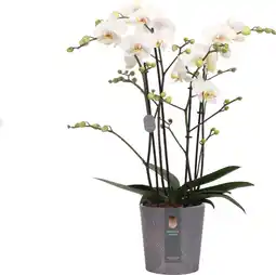 Intratuin Vlinderorchidee 4 tak (Phalaenopsis 'Marvellous White') D 17 H 70 cm aanbieding