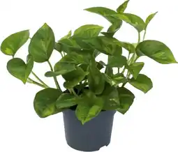 Intratuin Drakenklimop (Epipremnum pinnatum 'Global Green') D 12 H 20 cm aanbieding