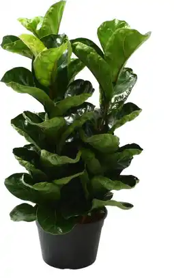 Intratuin Vioolbladplant (Ficus lyrata 'Bambino') D 20 H 50 cm aanbieding