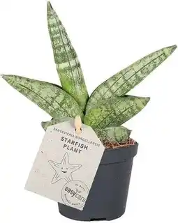 Intratuin Vrouwentong (Sansevieria cylindrica 'Boncel') D 6 H 20 cm aanbieding
