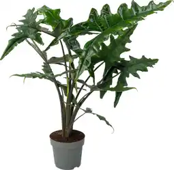 Intratuin Alocasia (Alocasia 'Sabrina Narrow') D 24 H 90 cm aanbieding