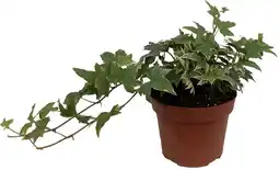 Intratuin Klimop (Hedera helix 'Goldchild') D 13 H 40 cm aanbieding
