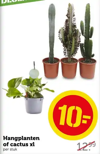 Coop Hangplanten of cactus xl aanbieding