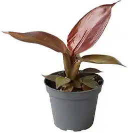 Intratuin Philodendron (Philodendron 'Red Sun') D 6 H 15 cm aanbieding