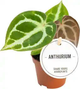 Intratuin Aderplant (Anthurium crystallinum) D 6 H 15 cm aanbieding