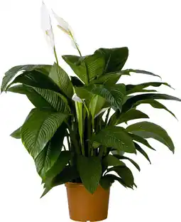 Intratuin Lepelplant (Spathiphyllum 'Sensation') D 45 H 130 cm aanbieding