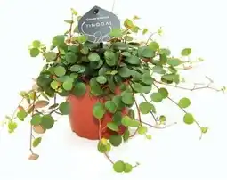 Intratuin Peperomia (Peperomia 'Pepperspot') D 11 H 25 cm aanbieding