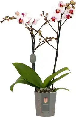 Intratuin Vlinderorchidee 2 tak (Phalaenopsis multiflora 'Red Lips') D 12 H 50 cm aanbieding