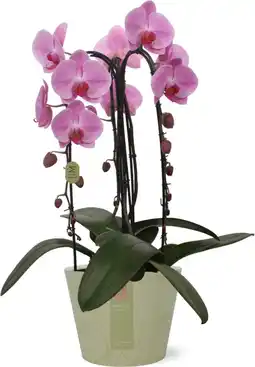Intratuin Vlinderorchidee 3 tak (Phalaenopsis 'Pink Naomi') D 21 H 65 cm aanbieding