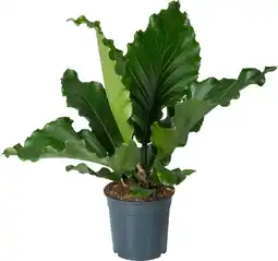 Intratuin Langbladige Flamingoplant (Anthurium plowmanii 'Birdnest') D 27 H 80 cm aanbieding