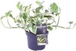 Intratuin Drakenklimop (Epipremnum aureum 'N'Joy') D 12 H 15 cm aanbieding