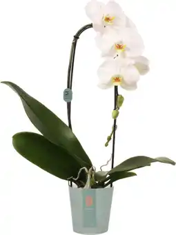 Intratuin Vlinderorchidee cascade 1 tak (Phalaenopsis 'Tokyo') D 12 H 60 cm aanbieding