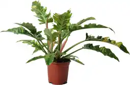 Intratuin Philodendron (Philodendron 'Ring of Fire') D 19 H 58 cm aanbieding