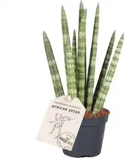 Intratuin Vrouwentong (Sansevieria cylindrica 'Rocket') D 6 H 25 cm aanbieding