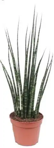 Intratuin Vrouwentong (Sansevieria 'Fernwood Mikado') D 8 H 25 cm aanbieding