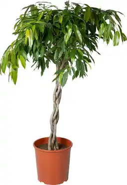Intratuin Rubberboom (Ficus binnendijkii 'Amstel King') D 30 H 140 cm aanbieding