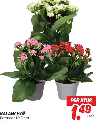 Dekamarkt Kalanchoë aanbieding