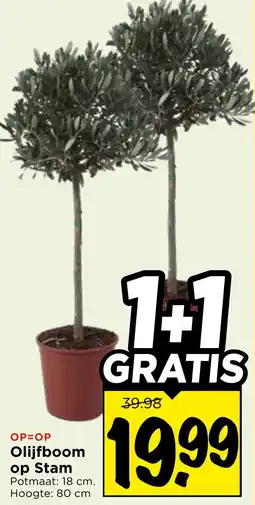 Vomar Voordeelmarkt Olijfboom op Stam aanbieding